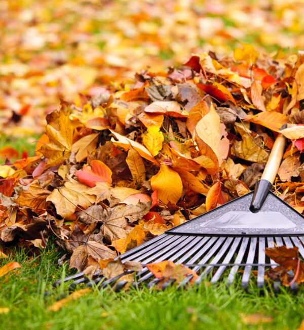 Leaf Removal & Cleanups