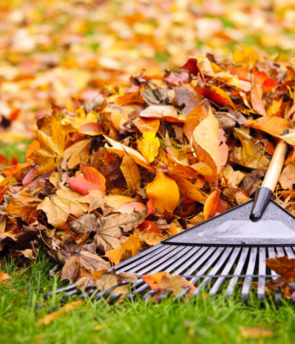 Leaf Removal & Cleanups