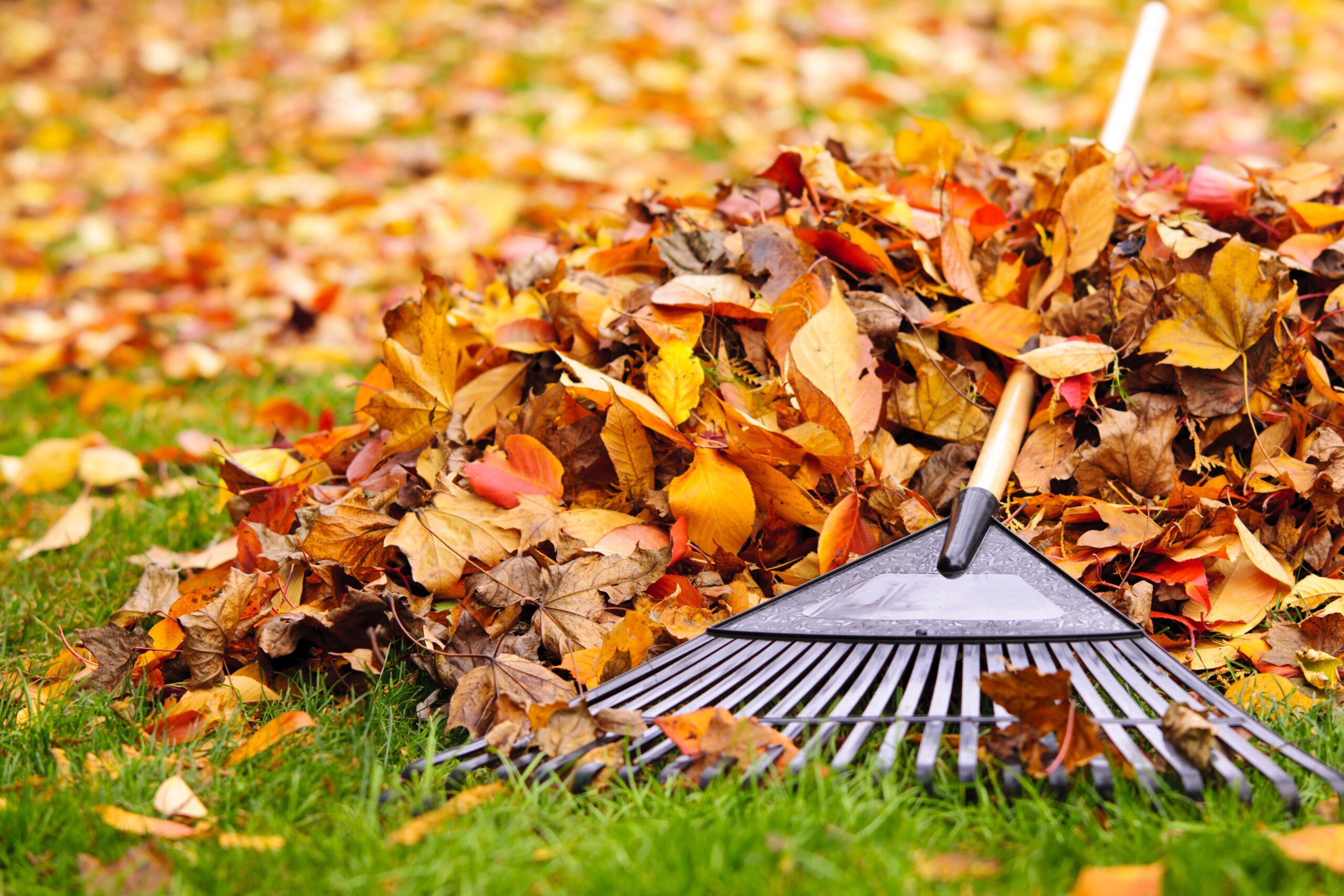 Leaf Removal & Cleanups