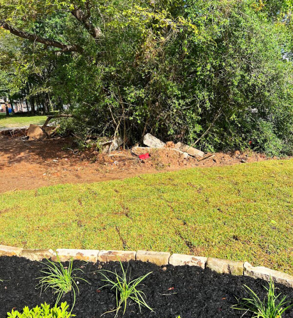 Tree Removal & Stump Grinding