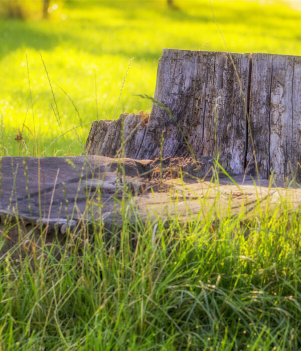 Tree Removal & Stump Grinding