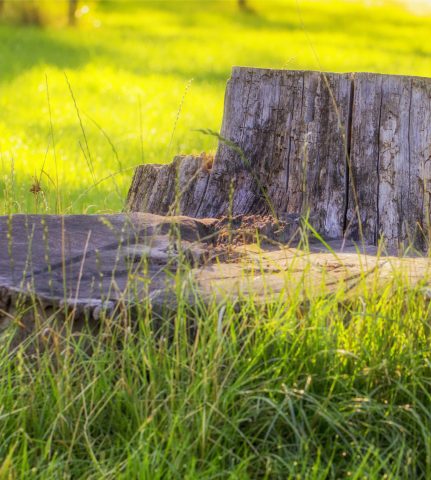 tree-stump